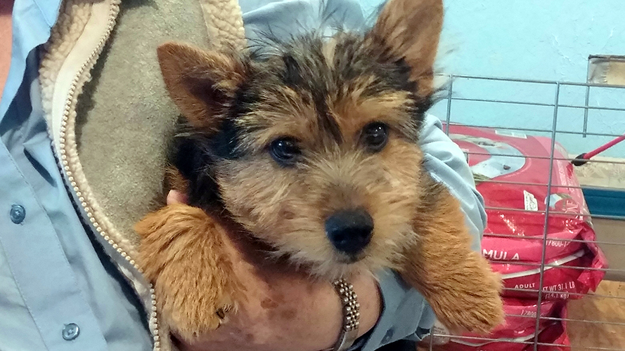 Norwich Terrier Puppy For Sale