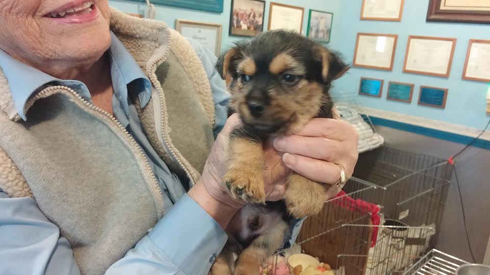 Puppy for Sale!  Norwich Terrier