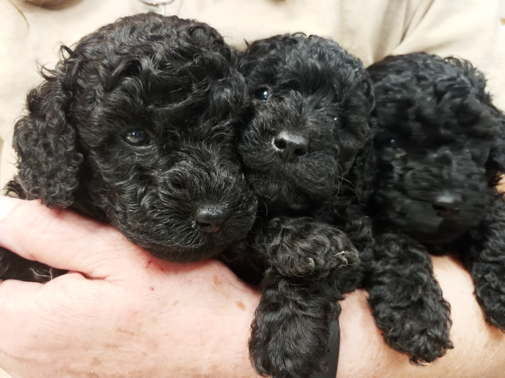 4 week old Puppies, male, poodle, Impressive Kennels