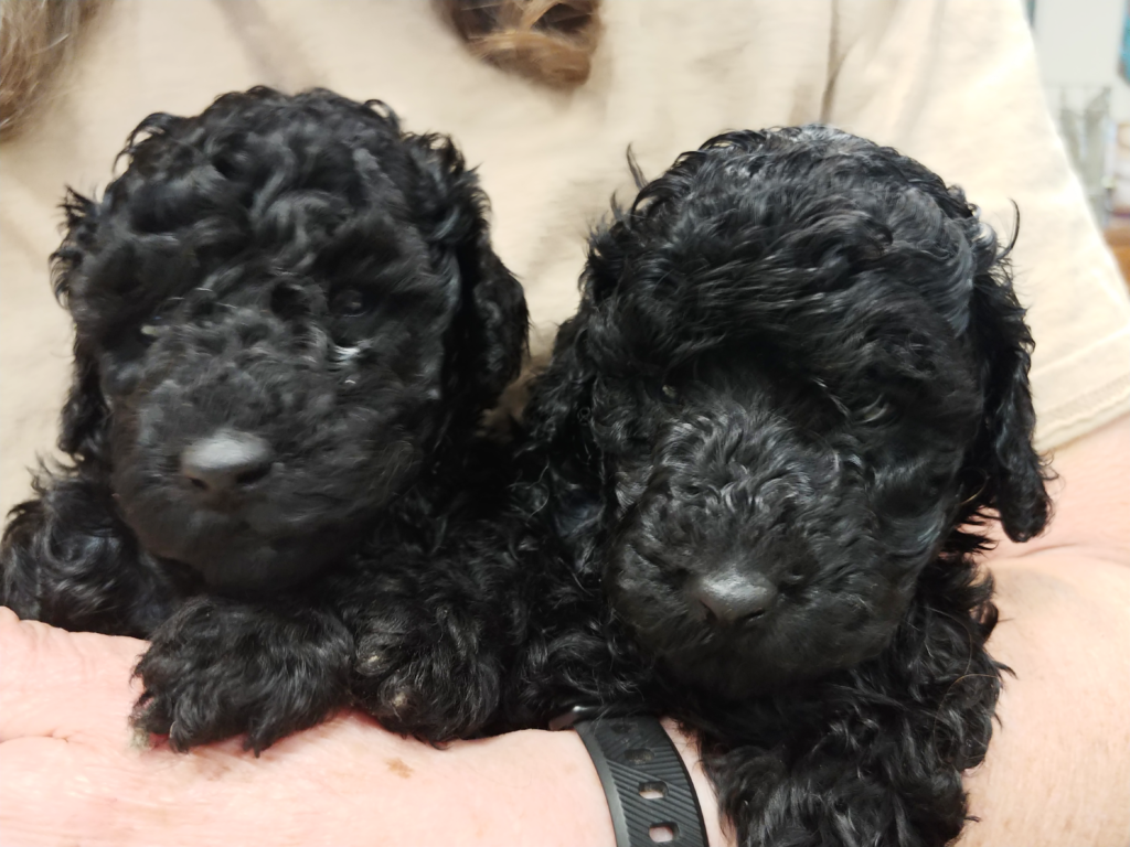 4 week old Puppies, female, poodle, Impressive Kennels