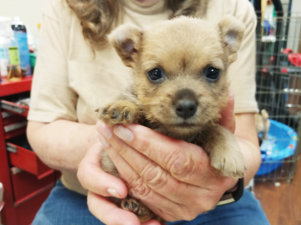one month old puppy, female, Norwich, Terrier